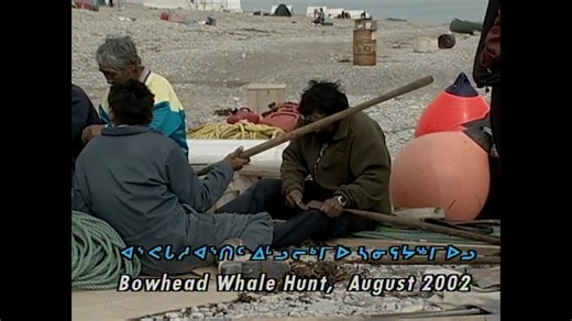 5.5K views · 70 reactions | Host: Paul Quassa Year: 2002 Residence of Igloolik and Sanirajak (Hall Beach) caught a bowhead whale. They butchered it and ate together. | Inuit Broadcasting | Facebook