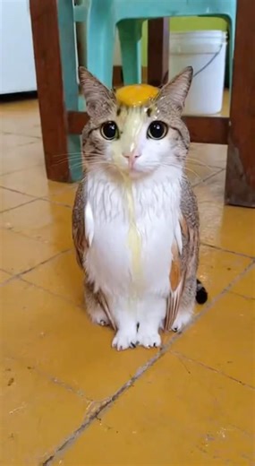 Meowl Got Hit By A Egg