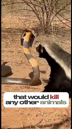 Nature's Most Fearless Animal #shorts #facts #animals
