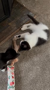 3.4K views · 19 reactions | Panda Paws Rescue on Reels | Facebook