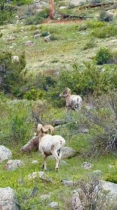 In the heart of RMNP, one bighorn ram takes the high ground—leaping up sheer rock to show his strength, while the other watches from below. Power and pride on full display. 🐏 #ramtough #rockymountains #bighornsheep #bighorn #rmnp #UntamedNature #coloradowildlife #natureinfocus #coloradoadventures #estespark #foryoupageシ | The Untamed View