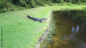 Side view of an alligator on the shore of a pond as it opens its mouth