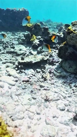 Magical Threadfin Butterflyfish Encounter 🐟 | Seychelles Snorkeling Adventure 🌊 #shorts #seychelles