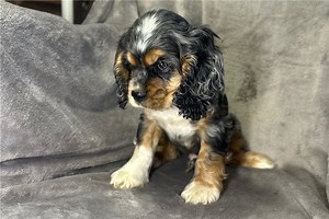 Mason - Cocker Spaniel Puppy ECAAEF