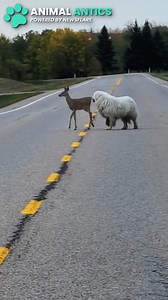 Who knew a dog & derr could become friends so quickly🦌🩷🐕?! | Animal Antics