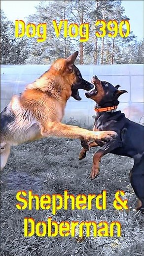 How to SAFELY Break Up Dog Fight (Real Example: Shepherd & Doberman) | Stop Dog Aggression #dogvlog