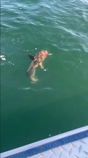 KID Catches GIANT LINGCOD Fishing Alaska - Ketchikan's Finest Fishing Charters #ketchikanalaska