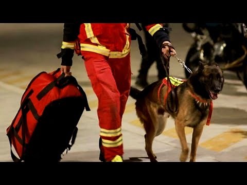 16 Canine Rescuers From Mexico Help After Turkey Earthquake