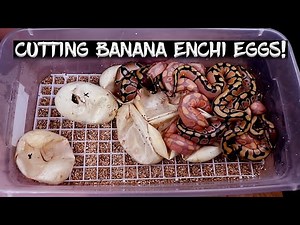 Banana Enchi Ball Python Eggs are Hatching! See the Results!