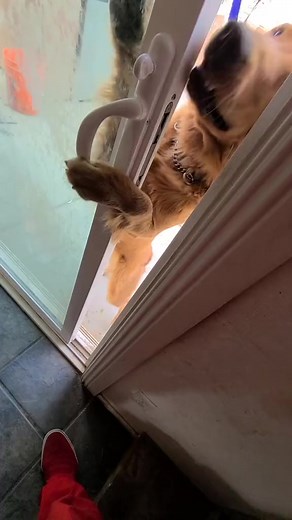 What type of dog needs RUN DAWG? Meet Chelsea! #mobiledoggym #dogtreadmill #puppy | Run Dawg