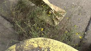 16K views · 286 reactions | Die Bell UH-1 hat ein neues Zuhause in Mendig Steel Buddies DMAX Deutschland. | Motor Stories | Facebook