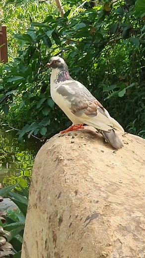 This momy bird looking for baby bird's sound. #birds #birdwatching #niceview #niceweather #garden | wishbonekitchen