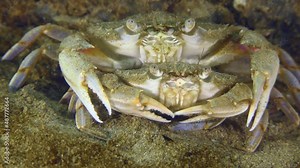Reproduction Flying swimming crab (Liocarcinus holsatus): before mating, the male (above) carries a female (below) for some time, close-up.