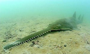 Endangered Sawfish Enact Jurassic Park Prophesy - SlashGear