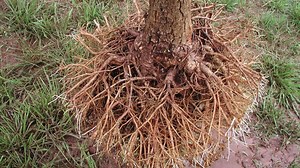 RootMaker's root pruning technology can also help give trees an advantage in the field. | RootMaker Products Company | Facebook