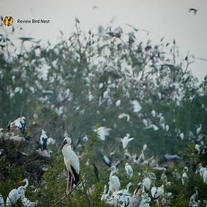 29K views · 4.1K reactions | So Cute Great egret bird | Review Bird Nest | Facebook