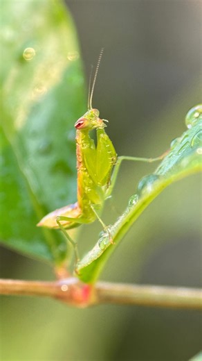 Ramjee Pallela | #instagram #morningvibes #insectworld #mantis #reel @insects___world @insects.veson @insect_instgram @instagram @nature @naturein_focus... | Instagram
