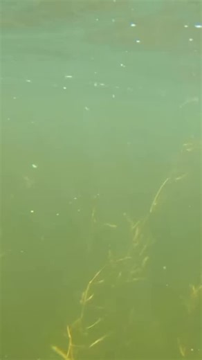 1.7K reactions · 58 shares | Not every follow ends in a fight when Muskie fishing, but the adrenaline that comes when you encounter one of these apex predators is worth every cast! #esox #muskiefishing #muskyfishing #underwatervideo #muskylures #bigfish #fishingminnesota | Sportsman's Journal TV | Facebook