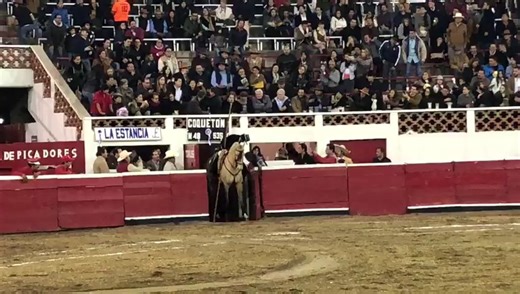 El saludo en la puerta de chiqueros que Diego Ventura ejecutó en Querétaro (México) en el invierno de 2018 con la garrocha. #toros #tauromaquia #bull #bullfighter #bullfighting #toro #torero #toreo @infodiegoventura | Cultoro