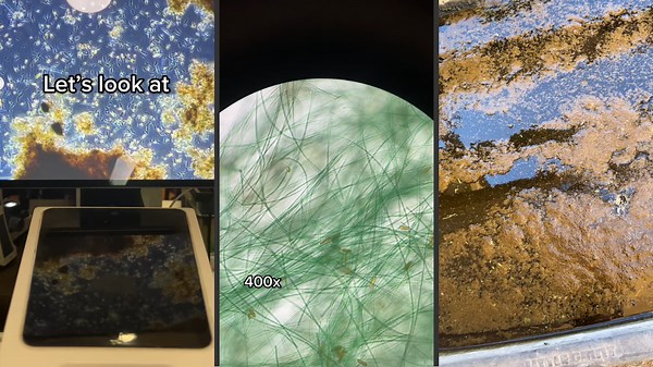 Decomposing Matter and Crystal Growth: A Deep Dive into Microscopy