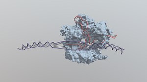 CRISPR/Cas-9 system - 3D model by alexmck