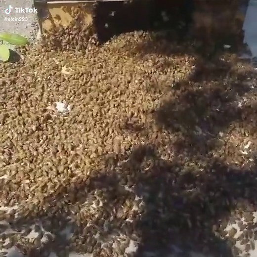 Exploring the Fascinating World of Honeybees