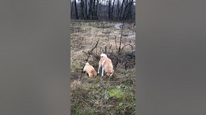 Is Husky a Dog or Wolf?