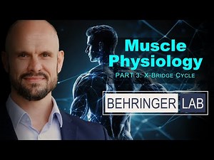 Muscle Physiology - Part 3: Cross-Bridge Cycle