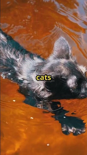Meet the Turkish Van — the Cat That Loves Water!