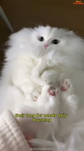 Is The Ragdoll Cat Really The Best Pet?