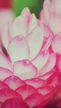 Pearly Shells (真珠貝の歌)、EdwardsとLeon Poberの共作英語版〜歌詞は説概要説明に