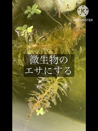 【最強ビオトープ】微生物の発生→死滅を繰り返し、植物性プランクトンを育てる基底層（の一要素）を育てる #ミジンコ #ビオトープ