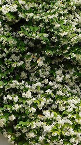 🌿✨ Meet Star Jasmine — A Fragrant Garden Favourite! ✨🌿 Looking to add beauty and scent to your garden or patio? Star Jasmine (Trachelospermum jasminoides) delivers glossy evergreen foliage and heavenly white blooms that fill the air with fragrance through the warmer months. 🎥 Watch our video to see this stunning plant up close and get tips on planting and caring for it so you can enjoy its scent and style all season long! #YouGarden #StarJasmine #Trachelospermum #GardenInspiration #ScentedGar