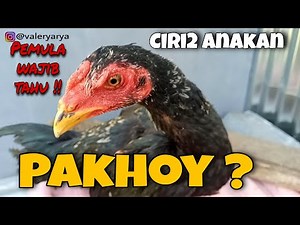 CHARACTERISTICS OF AN4K4N PAKHOY? / CLASSIC BANGKOK?!