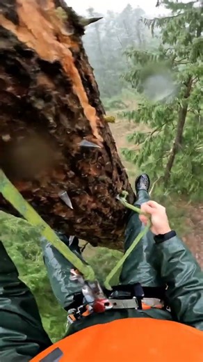 Chest-Mounted POV: Rainstorm, Wet Bark, and Rope Work High on the Tree