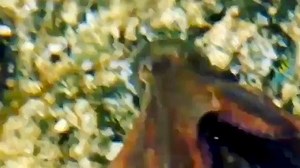 👀 watch CLOSELY & nickname this octo! ⁣⁣ ⚠️ Octopuses rely on hundreds of thousands of pinpoint-sized pigment cells called chromatophores that can change color to match the environment. ⁣⁣ ⁣⁣ 🎭 This one is demonstrating deimatic color displays as it moves and blends into different environments and attempts to frighten potential predators around him! He’s basically signaling “STAY BACK - I’m just moving on through— nothing to see here!” ⁣⁣ ⁣ 😅 remember: Octopuses are like the floating protein 