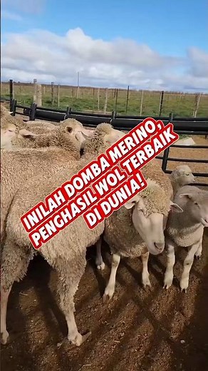 This is the Merino sheep, the producer of the best wool in the world.