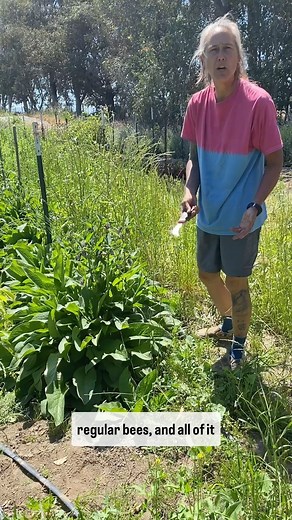 alright this continues our comfrey series. This is how I cut it down to harvest it for my next batch of comfrey tea that I will show myself making in the next video .in my first ever comfrey video a few months ago which is pinned to the top of my Instagram page you can see it starting to lay down but now it’s all coming back to life and looking amazing ,it’s a short one but the full video is in my YouTube link or you can find us at Lil Patch of Heaven Farm; https://youtu.be/6g4EsBXKUmk?si=-a46pg