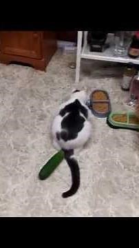 Cucumbers scaring cats