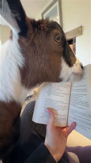 Well at least I’ll never be lonely 😅🐶🐖🐑🐴🐐