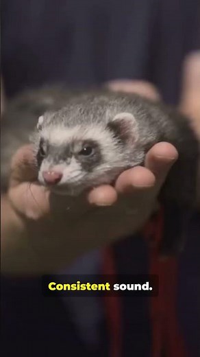 Ferret Genius: Watch 3 Fast Training Hacks