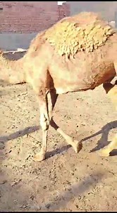 2K views · 21 shares | بسم الله الرحمن الرحيم موجود قعودين مغاربة اصلي للتواصل 01018545647 | سوقنا كل يوم | Facebook