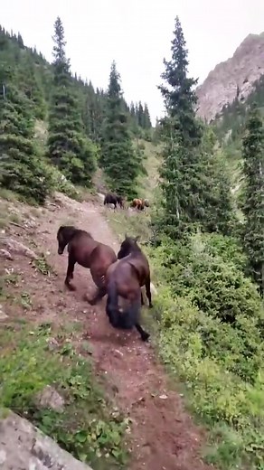 Two horses fight 🐎🐎#viral #foryou #fyp #horse #ranchlife #travel