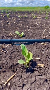 Come along on the adventure to see Rivulis products in action! 👨‍🌾💦 #rivulis #fieldday #dripirrigation #dripsystem #storyfromthefield #microirrigation #highyield #agriculturelife | Rivulis Irrigation