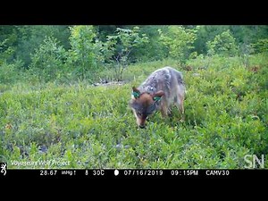 Watch a wolf eat blueberries in the wild | Science News