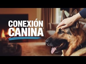 La profunda conexión entre perros y humanos es verdaderamente única