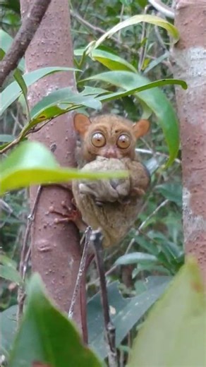 accidentally met a rare tarsier while looking for bees in the forest