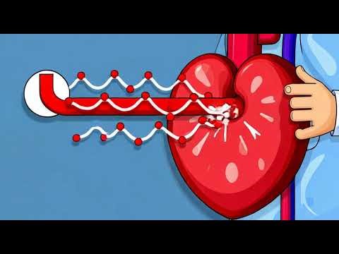 Blood Circulation Loop: Watch a Single Drop Race to Keep You Alive