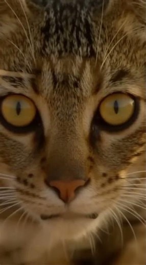 Big Cat vs. Little Cat: The Wildcat Picked the Wrong Fight