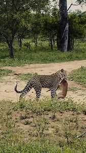 An epic leopard encounter this afternoon. | Robert Johnson